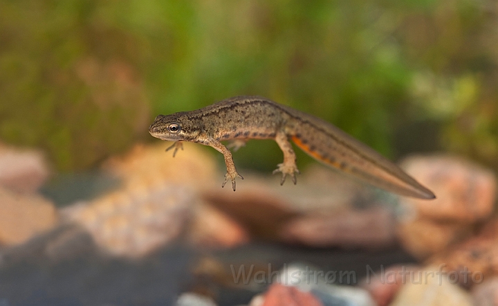 WAH013070.jpg - Lille vandsalamander, hun (Common Newt, female)