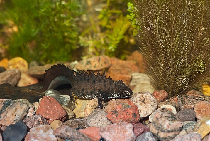 WAH013146.jpg - Stor vandsalamander, han (Great Crested Newt, male)