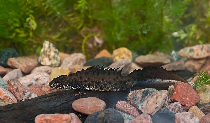 WAH013156.jpg - Stor vandsalamander, han (Great Crested Newt, male)