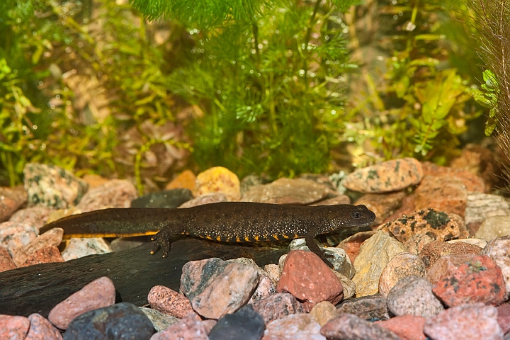 WAH013191.jpg - Stor vandsalamander, hun (Great Crested Newt, female)