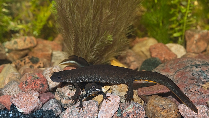 WAH013192.jpg - Stor vandsalamander (Great Crested Newt)