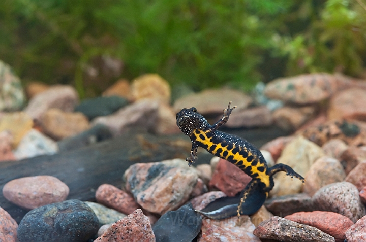 WAH013206.jpg - Stor vandsalamander, han (Great Crested Newt, male)