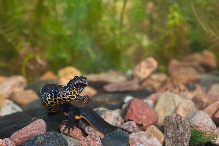 WAH013223.jpg - Stor vandsalamander, hun (Great Crested Newt, female)