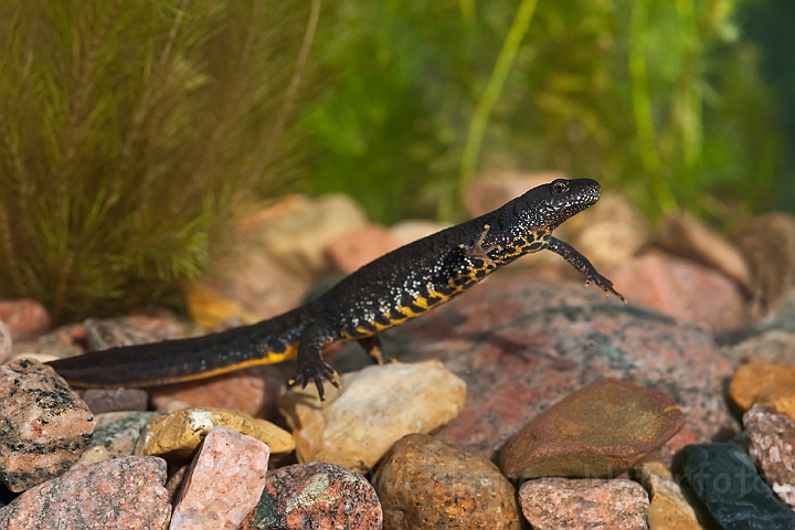 WAH013228.jpg - Stor vandsalamander, hun (Great Crested Newt, female)