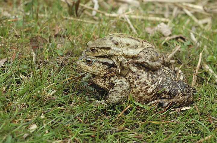 WAH002818P.jpg - Skrubtudser (Common Toads)