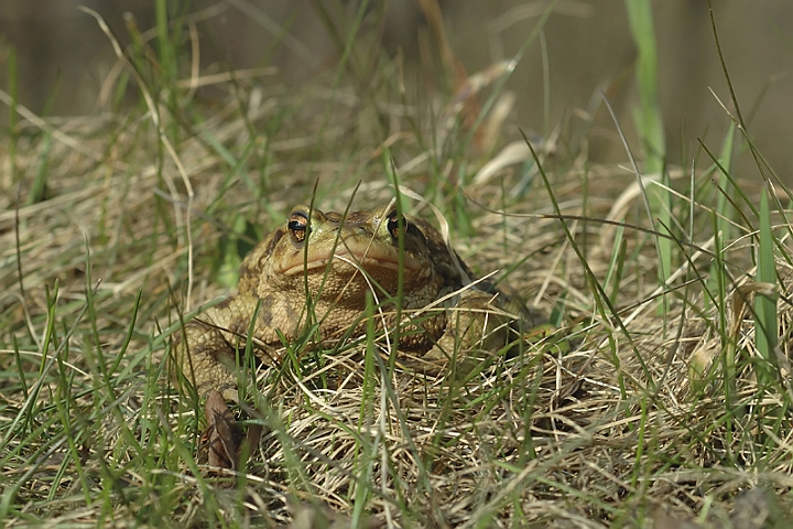 WAH002870P.jpg - Skrubtudse (Common Toad)