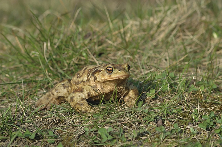 WAH002887P.jpg - Skrubtudse (Common Toad)