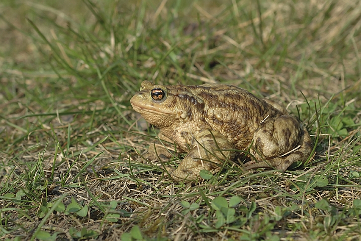 WAH002888P.jpg - Skrubtudse (Common Toad)