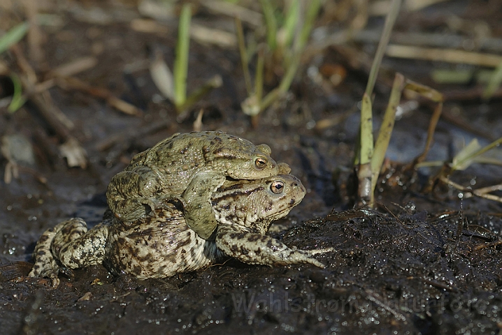 WAH003001P.jpg - Skrubtudser (Common Toads)