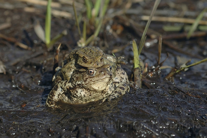 WAH003008P.jpg - Skrubtudser (Common Toads)