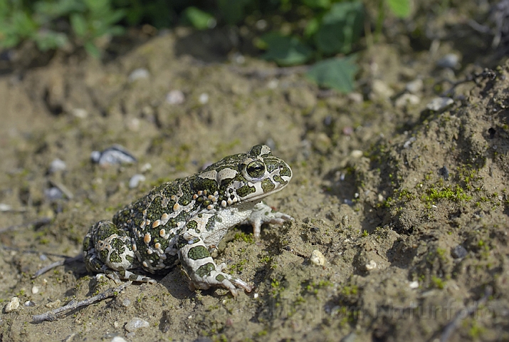 WAH006733P.jpg - Grønbroget tudse (Green Toad)