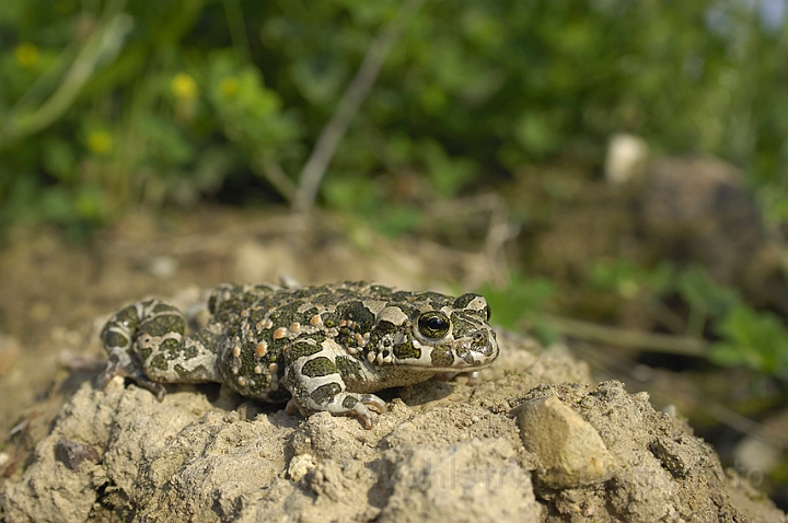 WAH006772.jpg - Grønbroget tudse (Green Toad)