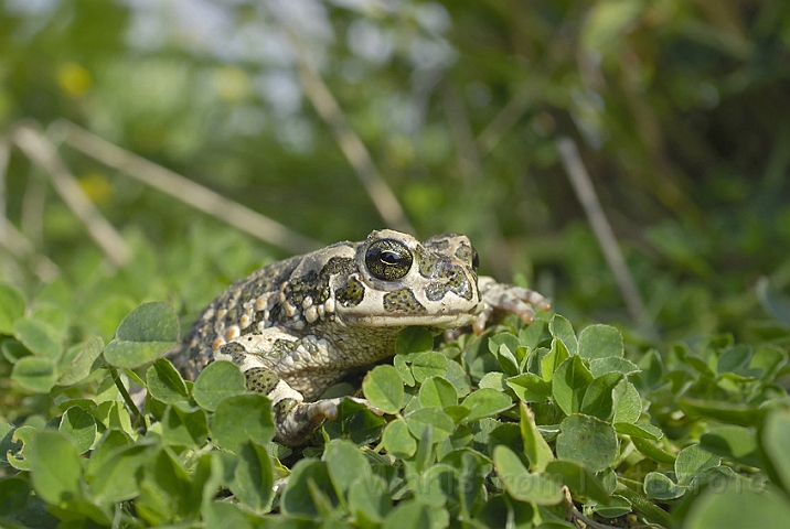 WAH006773P.jpg - Grønbroget tudse (Green Toad)