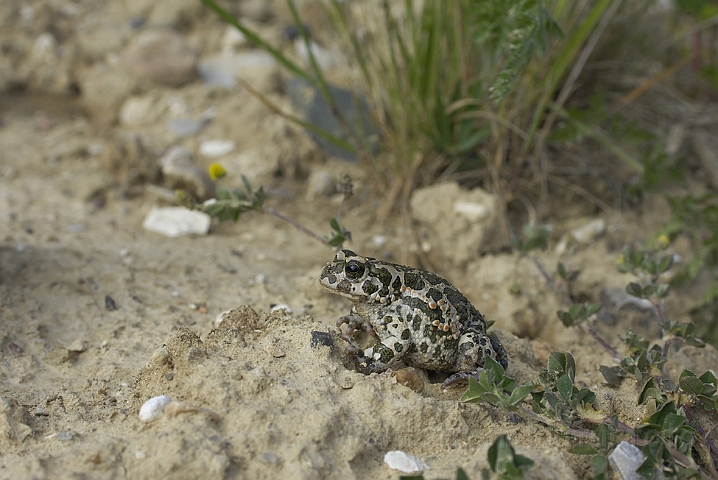 WAH006781P.jpg - Grønbroget tudse (Green Toad)