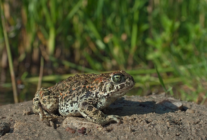 WAH010261.jpg - Strandtudse (Natterjack Toad)