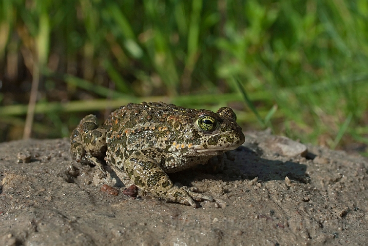 WAH010264.jpg - Strandtudse (Natterjack Toad)