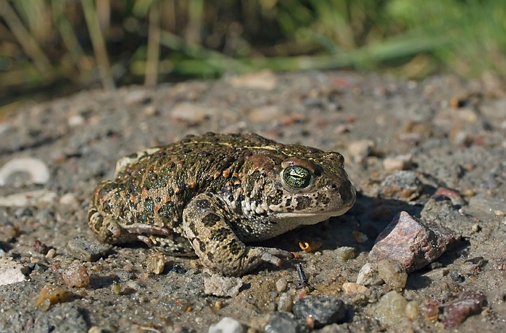 WAH010310.jpg - Strandtudse (Natterjack Toad)