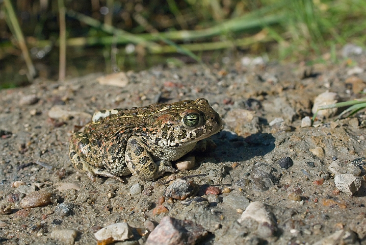 WAH010336.jpg - Strandtudse (Natterjack Toad)