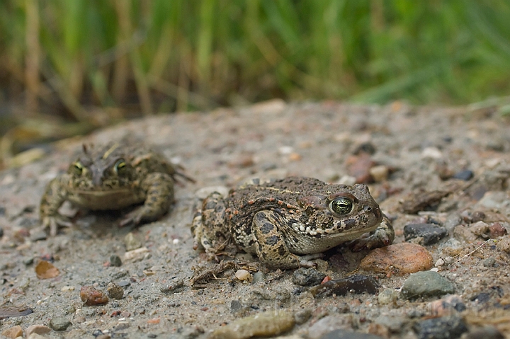 WAH010344.jpg - Strandtudser (Natterjack Toads)