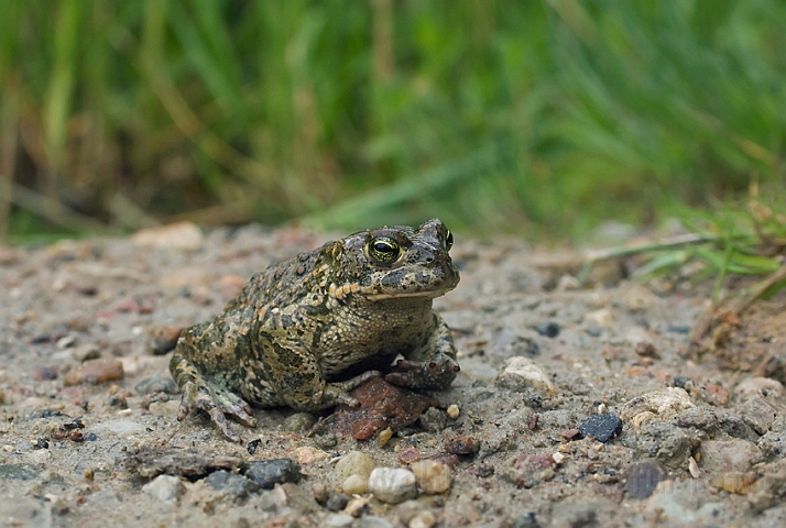 WAH010358.jpg - Strandtudse (Natterjack Toad)