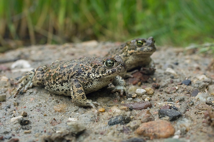 WAH010360.jpg - Strandtudser (Natterjack Toads)