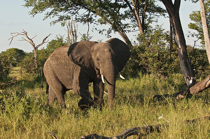 WAH021636.jpg - Afrikansk elefant (African Elephant)