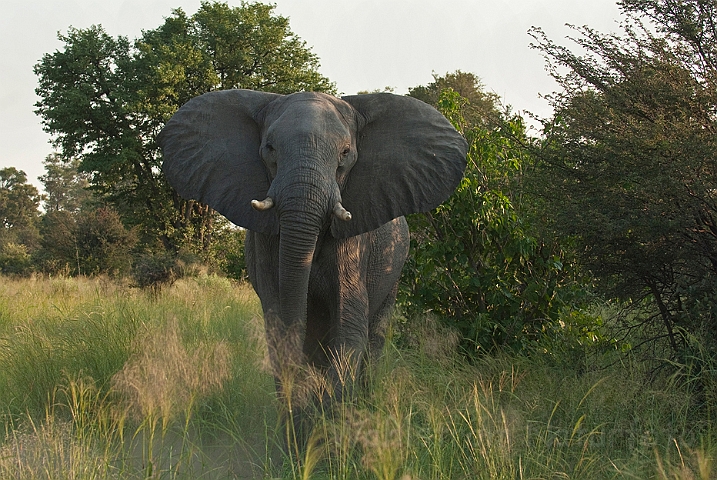 WAH021740.jpg - Afrikansk elefant (African Elephant)