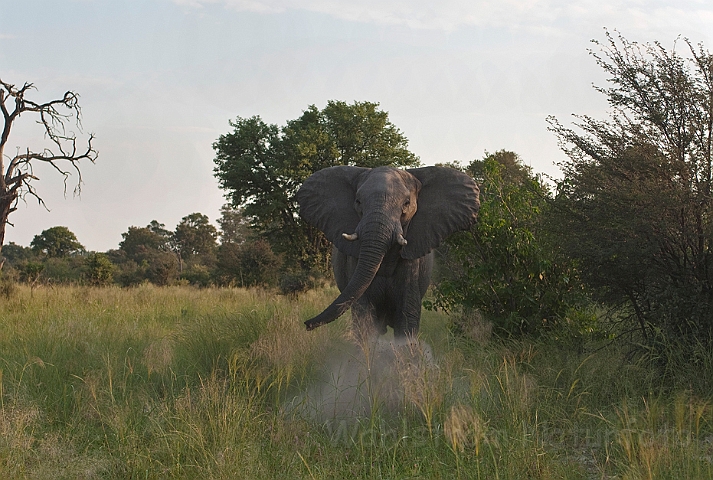 WAH021756.jpg - Afrikansk elefant (African Elephant)