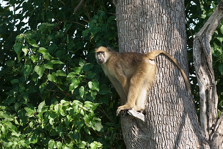 WAH021785.jpg - Chacmabavian (Chacma Baboon)