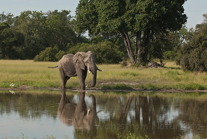 WAH021790.jpg - Afrikansk elefant (African Elephant)