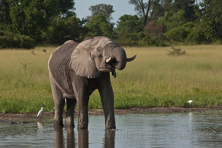 WAH021814.jpg - Afrikansk elefant (African Elephant)