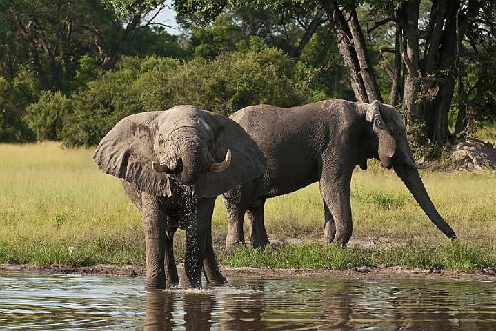 WAH021822.jpg - Afrikanske elefanter (African Elephants)