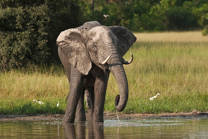 WAH021829.jpg - Afrikansk elefant (African Elephant)