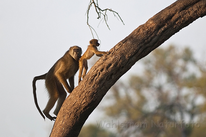 WAH021875.jpg - Chacmabavian (Chacma Baboon)