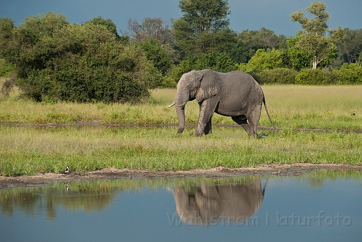 WAH022119.jpg - Afrikansk elefant (African Elephant)