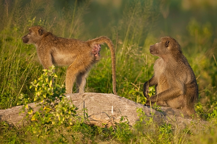 WAH022146.jpg - Chacmabavian (Chacma Baboon)