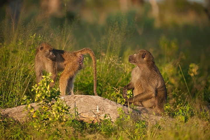 WAH022147.jpg - Chacmabavian (Chacma Baboon)