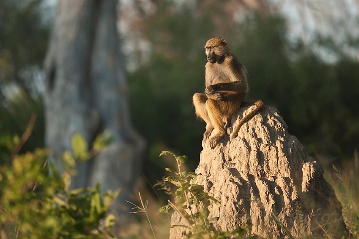 WAH022155.jpg - Chacmabavian (Chacma Baboon)