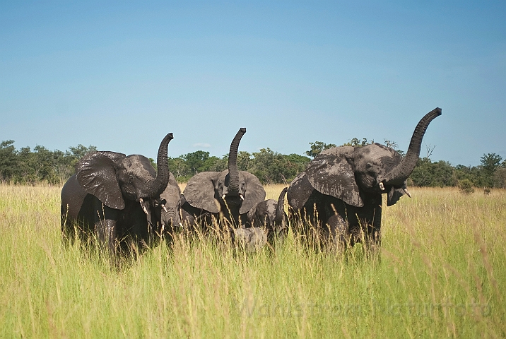 WAH022548.jpg - Afrikanske elefanter (African Elephants)