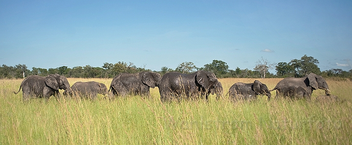 WAH022553.jpg - Afrikanske elefanter (African Elephants)