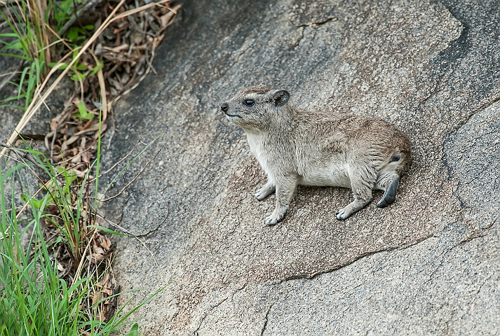 WAH024824.jpg - Klippegrævling (Rock Hyrax)