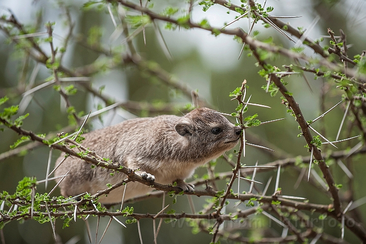 WAH024931.jpg - Klippegrævling (Rock Hyrax)