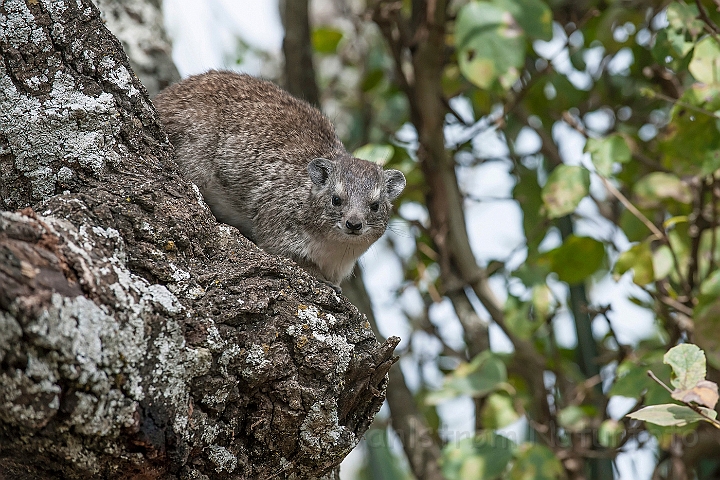 WAH024935.jpg - Klippegrævling (Rock Hyrax)