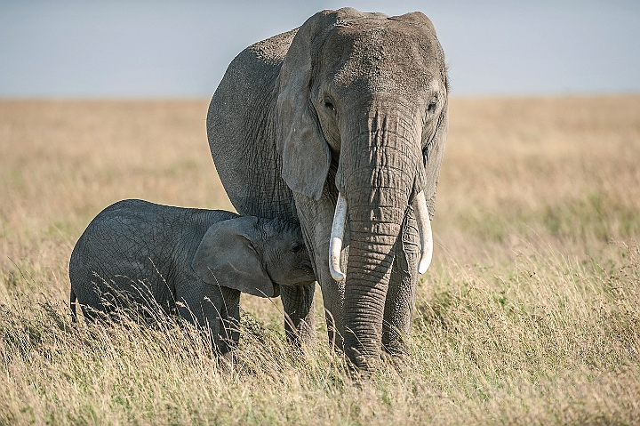 WAH024949.jpg - Afrikansk elefant (African Elephant)