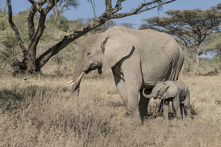 WAH025019.jpg - Afrikansk elefant (African Elephant)