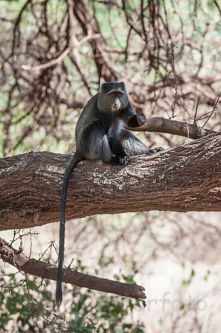 WAH025023.jpg - Sykes Marekat (Blue Monkey)