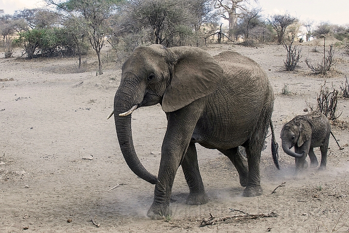 WAH025031.jpg - Afrikansk elefant (African Elephant)