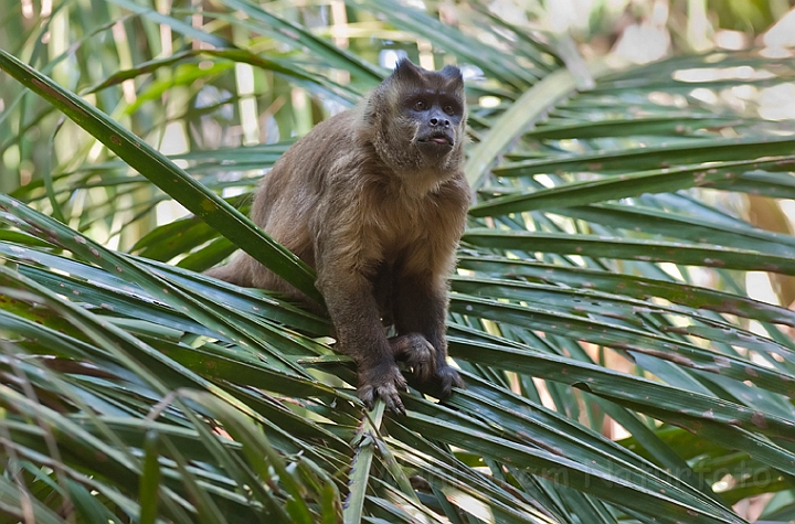 WAH019550.jpg - Brun kapuchinerabe (Brown Capuchin) Brazil