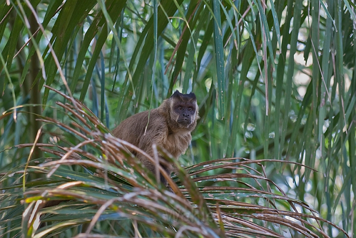 WAH019997.jpg - Brun kapuchinerabe (Brown Capuchin) Brazil