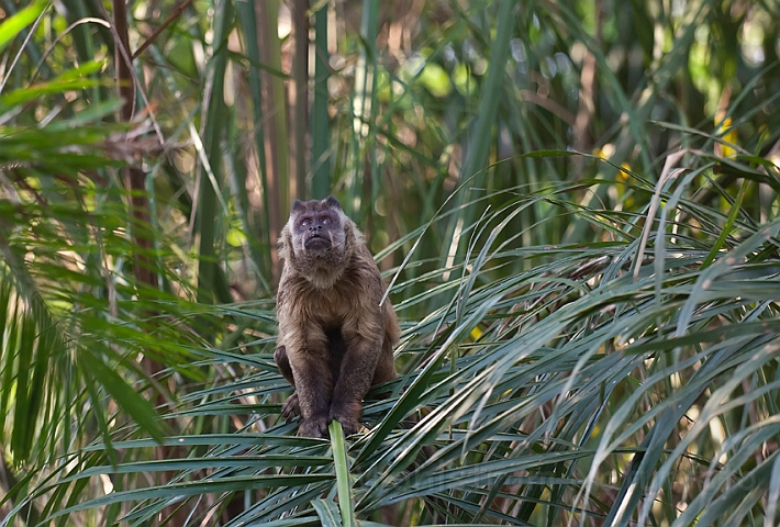 WAH020000.jpg - Brun kapuchinerabe (Brown Capuchin) Brazil